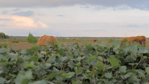 Long-haired cows with big horns grazing on a meadow Stock Footage 111218594