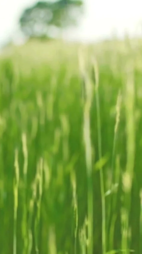 Long haired dachshund dog chewing treat on green grass Stock Footage 334171071