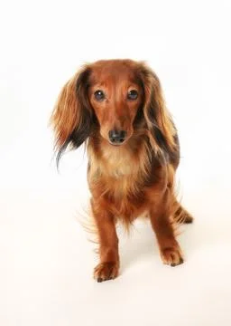 Long haired dachshund Stock Photos