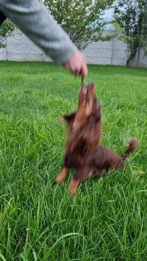 Long-Haired dachshund playing tug-of-war in backyard. Stock Footage 331317399