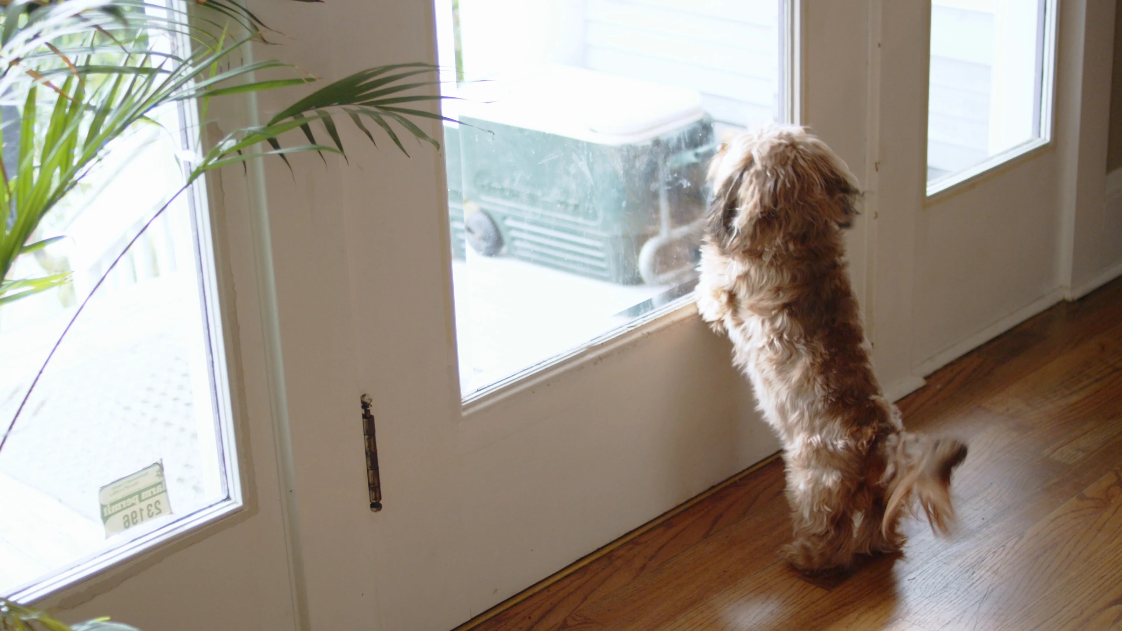 Long-haired dog barking at delivery man Stock Video Pond5