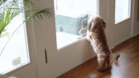 Long-haired dog barking at delivery man on front porch Stock Footage 84486384