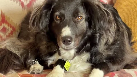 Long-Haired Dog Chewing Treat on Couch at Home Stock Footage 336802471