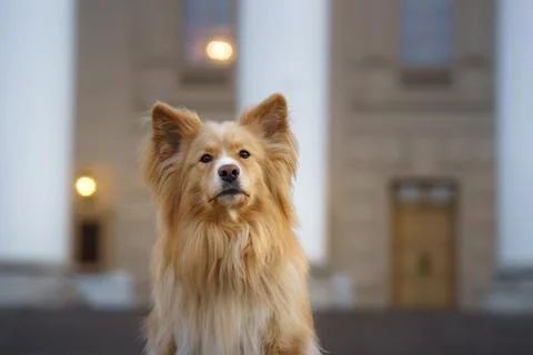 Long-haired dog in front of columns with serious expression Stock Photos