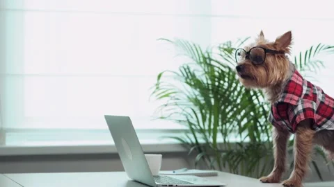 Long-haired dog is talking via video calling. There is a notebook on the table. Stock Footage 134175527