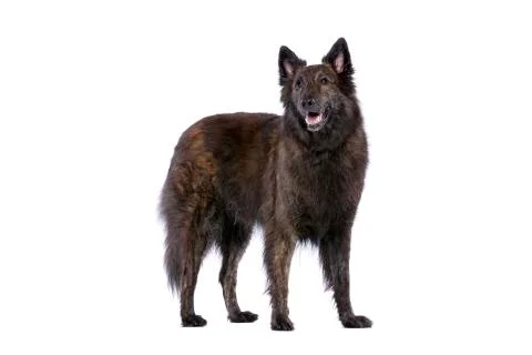 Long-haired Dutch Shepherd Stock Photos