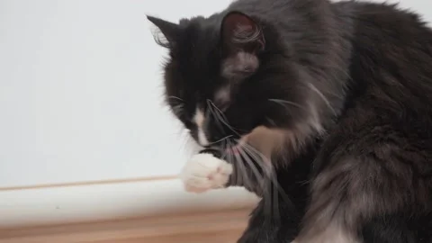 A long-haired fluffy cat washes after eating Stock Footage 151920886