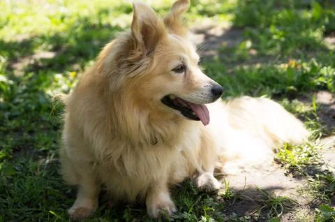 Long-haired fluffy short-legged dog or mongrel sits on the ground and breathes Stock Photos