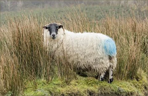 Long haired free range sheep in the undergrowth Foto stock