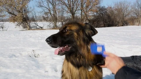 Long haired german shepherd Stock Footage 106208352