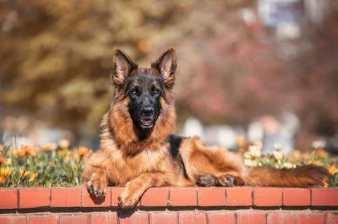 Long-haired German Shepherd lying on a bench in autumn park Stock Photos