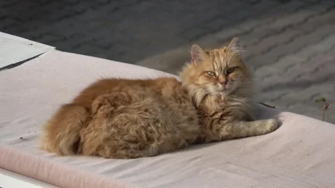 Long-haired ginger cat relaxing outdoors 動画素材 342946267