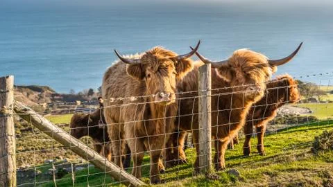 Long haired, ginger coloured Scottish Highland cattle Stock Photos