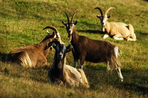 Long Haired Goats Stock Photos