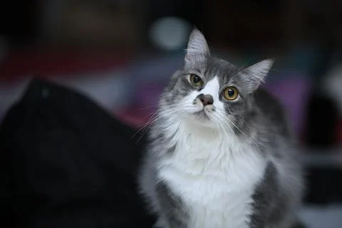 Long Haired Grey and White Cat with Golden Eyes Stock Photos