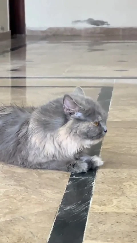 Long-Haired Grey Cat Licking Its Paw On Marble Floor Stock Footage 336997500