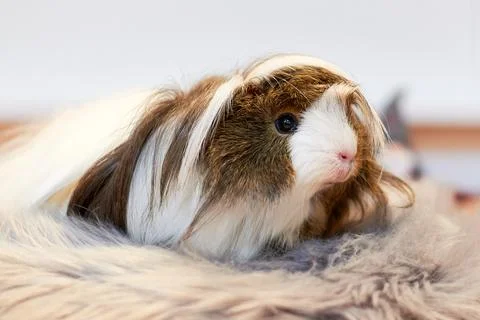 Long Haired Guinea pig also known as the cavy or domestic cavy (Cavia porcellus) Stock Photos