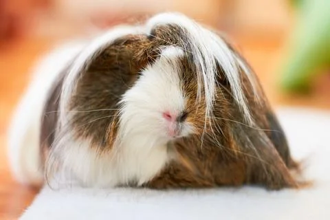 Long Haired Guinea pig also known as the cavy or domestic cavy (Cavia porcellus) Stock Photos