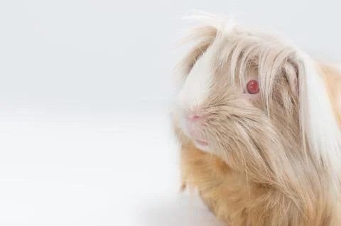 Long haired guinea pig Foto stock