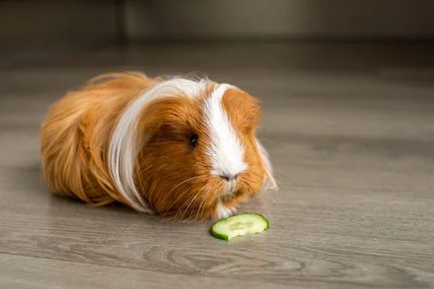 A long-haired guinea pig sits on the floor and nibbles a cucumber Stock Photos