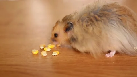 A long-haired hamster collects corn grains by the cheeks. Eating hamster. Stock Footage 244812452