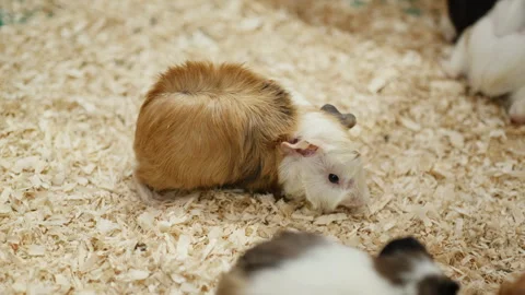 Long-Haired Hamster on Display at Pet Show in Indoor Shopping Mall Stock Footage 308912655