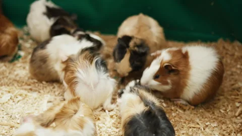 Long-Haired Hamster on Display at Pet Show in Indoor Shopping Mall Stock Footage 308912727
