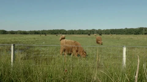 Long Haired Highland Cows Grazing In Sunny Field Stock Footage