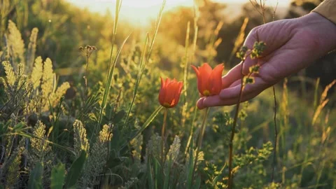 Long haired lady backpacker touches red flower and smells Video stock 157101426