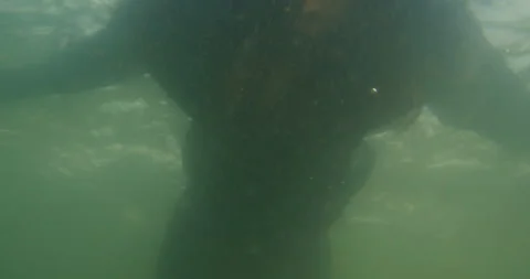 Long-haired man in black clothes falls into the water and drowns 库存影片 145922672