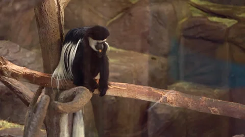 A long haired monkey in the zoo Stock Footage 37056222