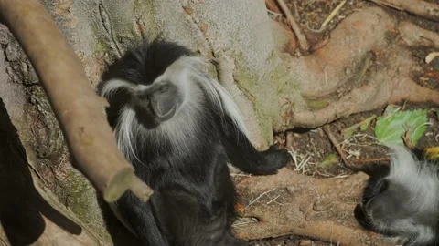 Long haired monkeys on forest floor sleeping Stock Footage 150712554