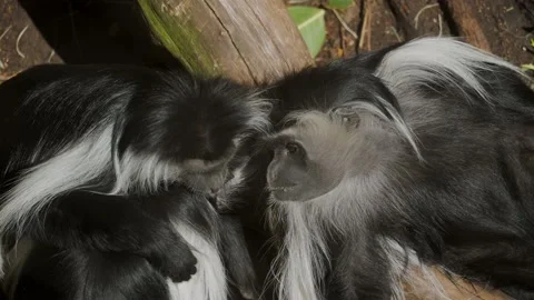 Long haired monkeys on forest floor tired with friend Stock Footage 150712713