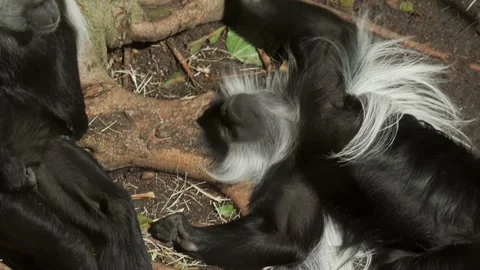 Long haired monkeys on forest floor tired Stock Footage 150712725