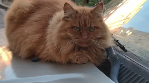 Long-Haired Orange Cat Resting On Car Hood Outdoors Stock Footage 324522990