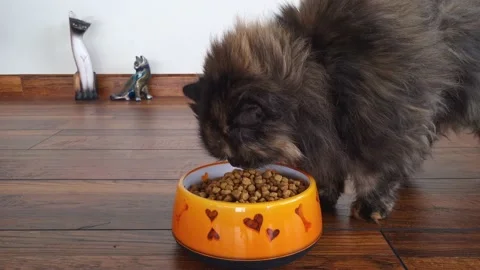 Long haired Persian cat eating from orange bowl dry animal food. Video stock 221789138