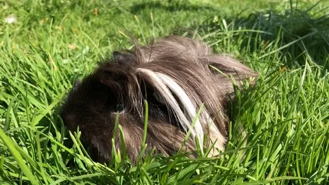 Long haired peruvian Guinea Pig Elvis eating grass Stock Footage 112122212