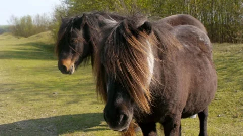Long-haired Ponies 1 Video stock 7757039