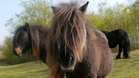 Long-haired Ponies 2 Video stock 7757355