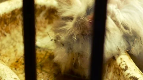 Long-haired rabbit drinks water in the barn Stock Footage 87208924