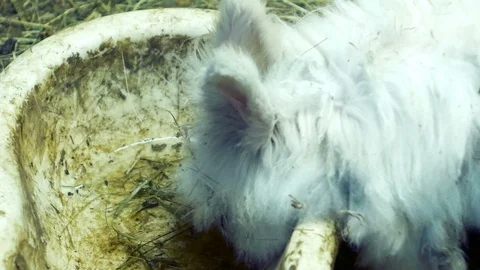 Long-haired rabbit drinks water in the barn Stock Footage 87209157