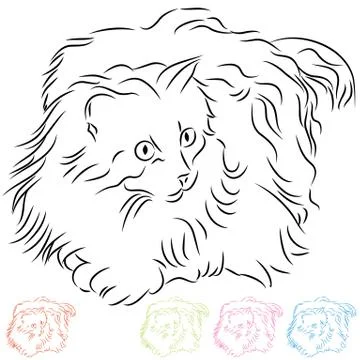 Long haired ragdoll cat Stock Illustration
