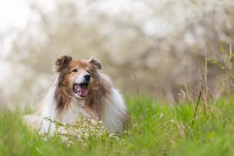 Long haired rough collie spring shot, lying in a meadow, bloom background, .. Stock-Fotos