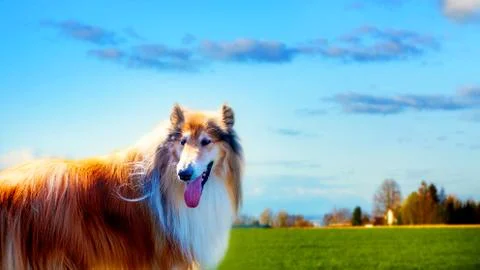 Long haired rough collie standing on green field. Stock Photos
