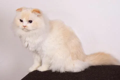 Long haired scottish fold cat Stock Photos