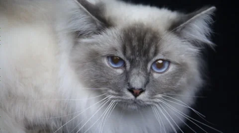 A long haired siamese keenly looks the camera and goes out. Stock Footage 35488536