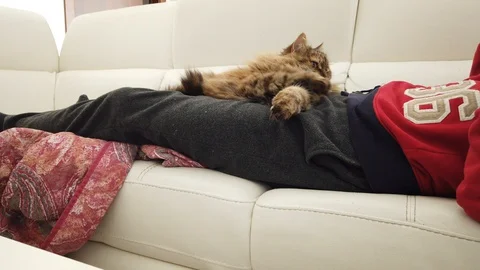 Long-haired Siberian cat is pampered by the owner lying on the sofa Vídeo Stock 127724267