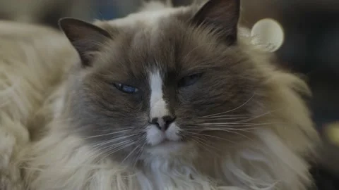 Long-haired sleepy black and white cat with blue eyes Stock Footage 226764996