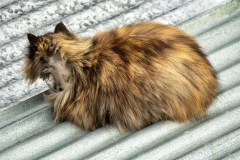 Long-haired stray cat with neck wound on corrugated metal roof Stock Photos
