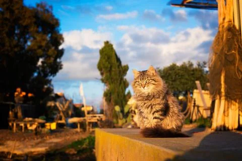 Long haired stray cat at sunset into the wild Stock Photos